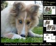 Furry Friends & Familiars - Puppy - Sable Rough Collie +tag+