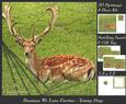 Because We Love Furries - Handsome Young Stag + Insert & Tag