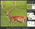 Because We Love Furries - Handsome Young Stag + Insert & Tag