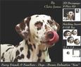 Furry Friends & Familiars - Dogs - Dalmation That Looks Yum