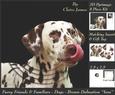 Furry Friends & Familiars - Dogs - Dalmation That Looks Yum