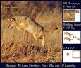 Because We Love Furries - Fox - the Joy of Leaping +tag+