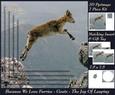 Because We Love Furries - Goats - the Joy of Leaping + Tag +