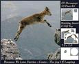 Because We Love Furries - Goats - the Joy of Leaping + Tag +