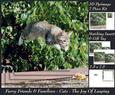 Furry Friends & Familiars - Cats - the Joy of Leaping +tag+