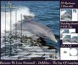 Because We Love Mammals - Dolphins - the Joy of Leaping Tag+