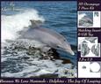 Because We Love Mammals - Dolphins - the Joy of Leaping Tag+