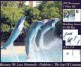 Because We Love Mammals - Dolphins - the Joy of Leaping Tag+