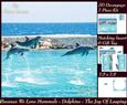 Because We Love Mammals - Dolphins - the Joy of Leaping Tag+