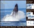 Because We Love Mammals - Whales - the Joy of Leaping Tag+