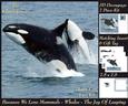 Because We Love Mammals - Whales - the Joy of Leaping Tag+