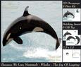 Because We Love Mammals - Whales - the Joy of Leaping Tag+