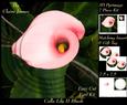 Floral - Calla Lily Pink Blush 2 + Insert & Tag