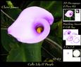 Floral - Calla Lily Purple Blush 2 + Insert & Tag