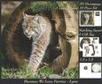 Because We Love Furries - Gorgeous Lynx + Insert & Tag