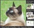 Furry Friends & Familiars - Cats - Siamese 5 + Insert & Tag