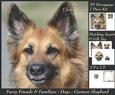 Furry Friends & Familiars - Dogs - German Shepherd 3 + Tag +