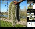 Botanical & Floral 12 - Spring Catkins + Insert & Tag