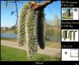 Botanical & Floral 12 - Spring Catkins + Insert & Tag