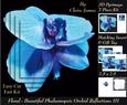 Floral - Beautiful Phalaenopsis Orchid Reflections 3 + Tag +