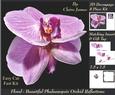 Floral - Beautiful Phalaenopsis Orchid Reflections + Tag +