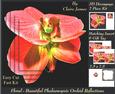 Floral - Beautiful Phalaenopsis Orchid Reflections 2 + Tag +