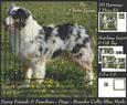Furry Friends & Familiars-dog- Border Collie Blue Merle Tag+
