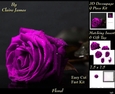 Botanical & Floral 3 - Beautiful Purple Rose + Insert & Tag