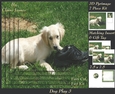 Furry Friends & Familiars - Dog Play 3 - Pyrimage/pyramid + Insert & Tag