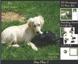 Furry Friends & Familiars - Dog Play 3 - Decoupage + Insert & Tag