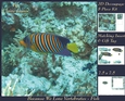 Because We Love Vertebrates - Coral Reef Tropical Marine Fish - Decoupage + Insert & Tag