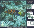 Because We Love Vertebrates - Coral Reef Tropical Marine Fish - Pyrimage/pyramid + Insert & Tag