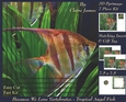 Because We Love Vertebrates - Coral Reef Tropical Angel Fish - Pyrimage/pyramid + Insert & Tag