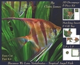 Because We Love Vertebrates -  Coral Reef Tropical Angel Fish - Decoupage + Insert & Tag