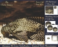 Because We Love Vertebrates - Coral Reef Tropical Fish Plecostamus - Pyrimage/pyramid + Insert & Tag