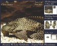 Because We Love Vertebrates - Coral Reef Tropical Fish Plecostamus - Decoupage + Insert & Tag