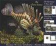 Because We Love Vertebrates - Coral Reef Tropical Marine Fish Lion Fish - Pyrimage/pyramid + Insert & Tag