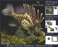 Because We Love Vertebrates - Coral Reef Tropical Marine Fish Lion Fish - Decoupage + Insert & Tag