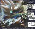Because We Love Vertebrates - Coral Reef Tropical Marine Mandarin Fish - Pyrimage/pyramid + Insert & Tag
