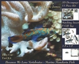 Because We Love Vertebrates - Coral Reef Tropical Marine Mandarin Fish - Decoupage + Insert & Tag
