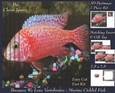 Because We Love Vertebrates - Coral Reef Tropical Marine Cichlid Fish - Pyrimage/pyramid + Insert & Tag