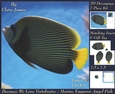 Because We Love Vertebrates - Coral Reef Tropical Marine Emporer Angel Fish - Decoupage + Insert & Tag