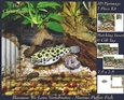 Because We Love Vertebrates - Coral Reef Tropical Marine Puffer Fish - Pyrimage/pyramid + Insert & Tag