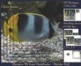 Because We Love Vertebrates - Coral Reef Tropical Marine Fish - Pyrimage/pyramid + Insert & Tag