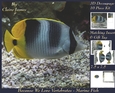 Because We Love Vertebrates - Coral Reef Tropical Marine Fish - Decoupage + Insert & Tag