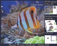 Because We Love Vertebrates - Coral Reef Tropical Marine Fish - Decoupage + Insert & Tag