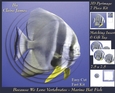 Because We Love Vertebrates - Coral Reef Tropical Marine Fish - Pyrimage/pyramid + Insert & Tag