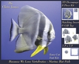 Because We Love Vertebrates - Coral Reef Tropical Marine Fish - Decoupage + Insert & Tag