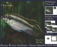 Because We Love Vertebrates - Coral Reef Tropical Marine Splendour Perch Fish - Pyrimage/pyramid + Insert & Tag