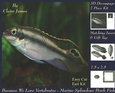 Because We Love Vertebrates - Coral Reef Tropical Marine Splendour Perch Fish - Decoupage + Insert & Tag